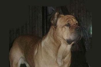 LEONE DEL ECOUSSE