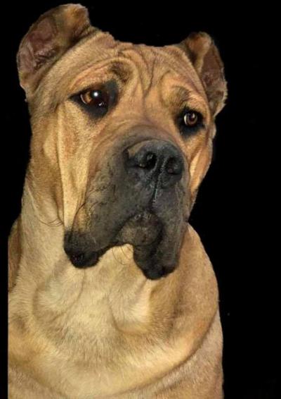 FIONA