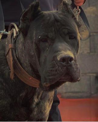 BRUCE