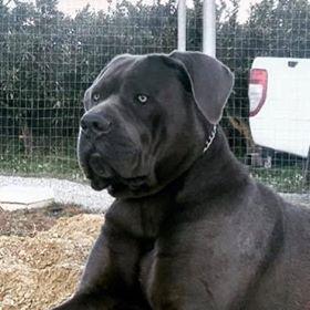 VARRO