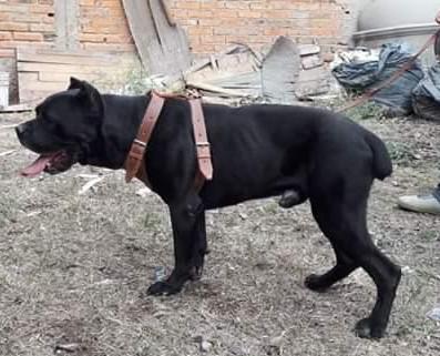 ENZO (GALVAN)
