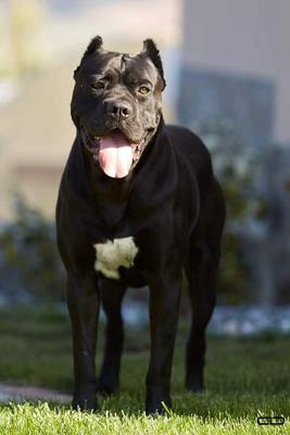 LEAO