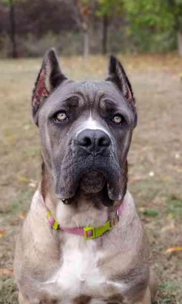 ARYA