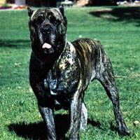 CASTLEGUARD'S TUCO