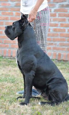 MARA TRE CANI