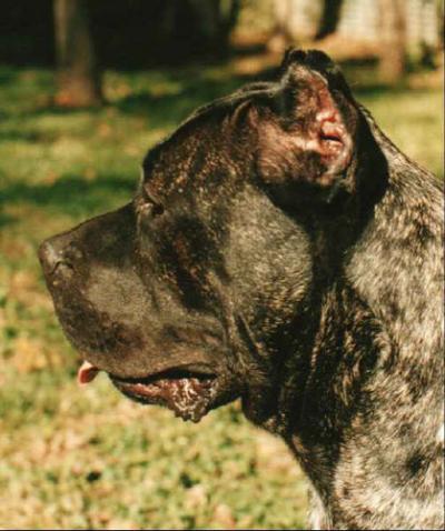 KALI