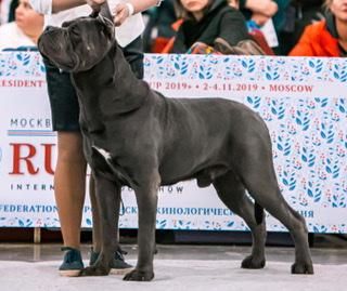 ZARATUSTRA II IS DINASTII CHEMPIONOV