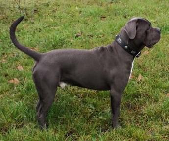 DUKE