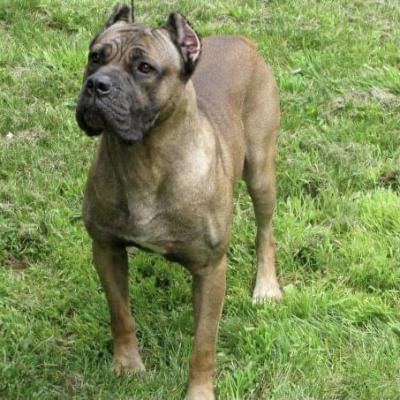 BODYGUARD'S WRIGHT'S MUFASA