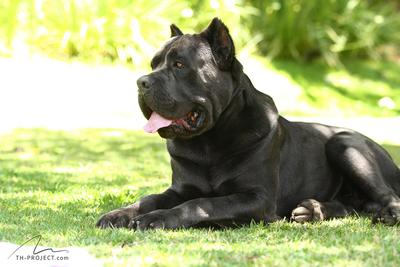HAIAN GRAN BEL CANE