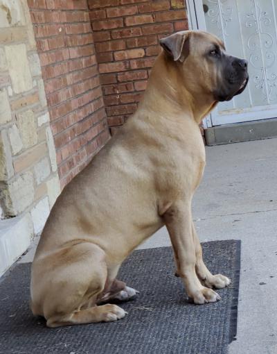 BODYGUARD'S IL SERATOLO THE TANK
