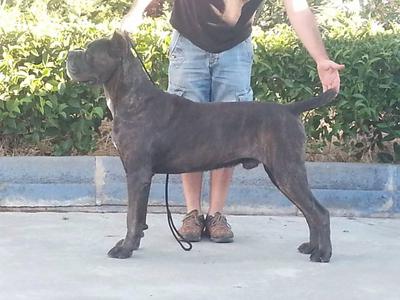 JAVA GRAN BEL CANE