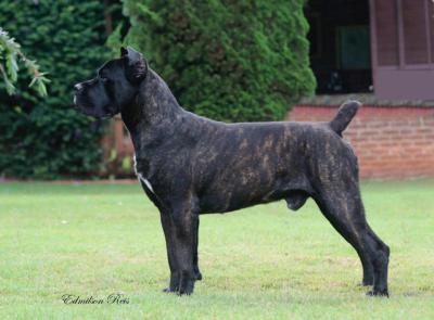JEREMIAS GRAN BEL CANE