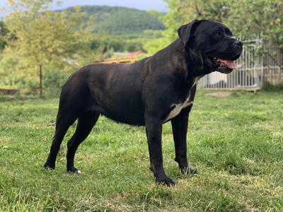 ANTIQUA FORTIS FATA MORGANA