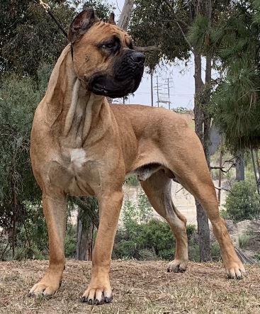 ECHELON 1 CYRUS