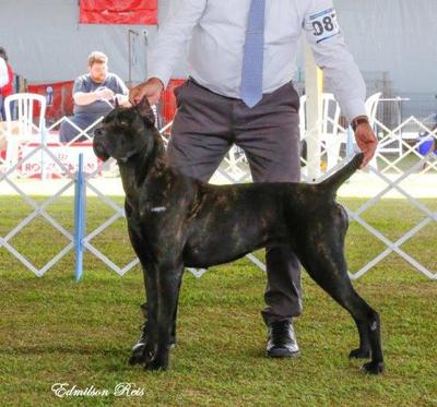 OLIVIA GRAN BEL CANE