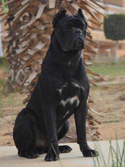 APPOLO SPHINX KENNEL