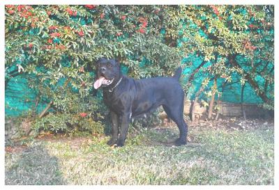 JAMAICA DE PUGNAX