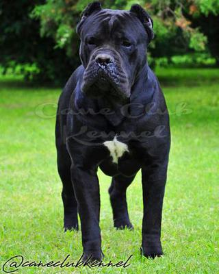 QUINTON DEL CANE CLUB