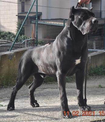 BORBONE II