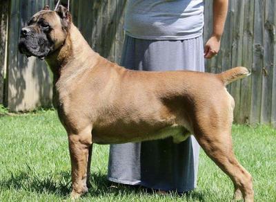 BRAVADO'S BAD BOY LEROY BROWN
