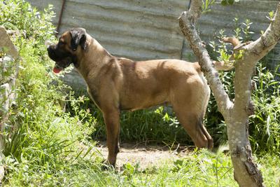 LA GRAZIA DI DIO EL MESQUITAL GOLDIE