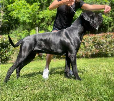 ACE JUNIOR DA QUINTA DA PRATA