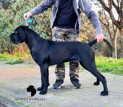ARMANI DA QUINTA DA PRATA