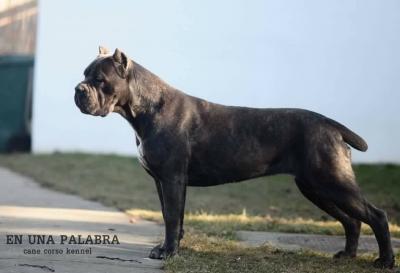 MOI LEGIONER YALTA
