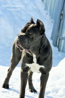 DONO PROVIDENZA TIFFANY