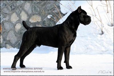 IMPERIJA SKORPIONA BRUNO