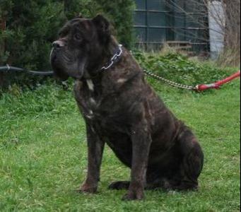 ORSO