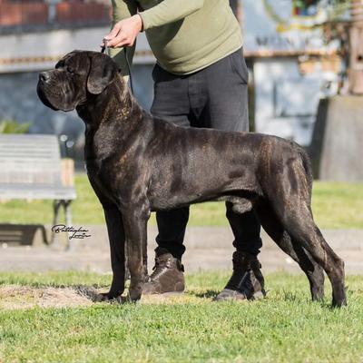 ARES