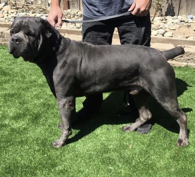 MAXIMO'S GORILLA ZO