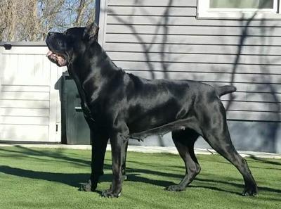 CLOE (MAMBA)