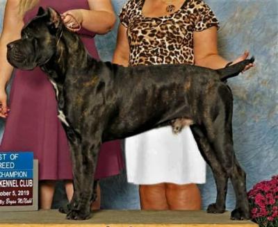 CORSO BOSS AMADEUS