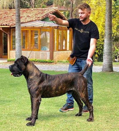 OLAVO DI T CANE DOS TALARICO