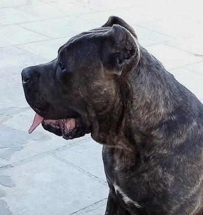AL CAPONE