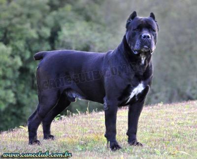 ROTHORM JY DREAM NEFER