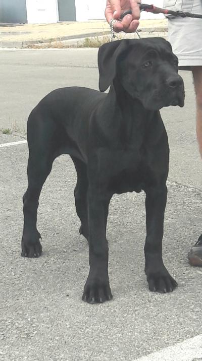 AMORE MIO DA QUINTA DA PRATA