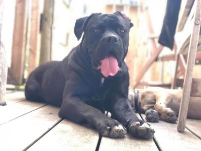 BASIL'EVIDENZA RUBATO IL CUORE