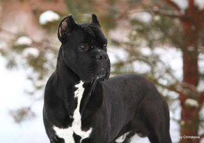 CANE CAVALCADO HARON