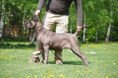 VILENA FOR DEL-ORTE CANE DE CORSI