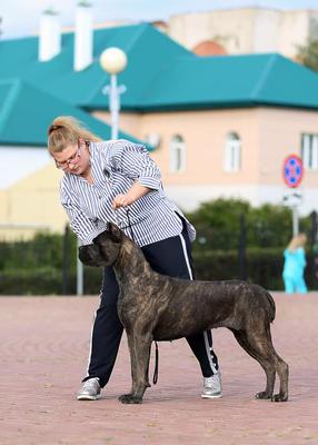 LINE OF REASON FOR CHAMPION DINASTI