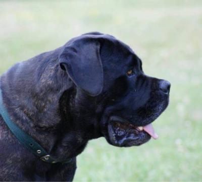 STONECROFT'S MIGHTY ZEUS