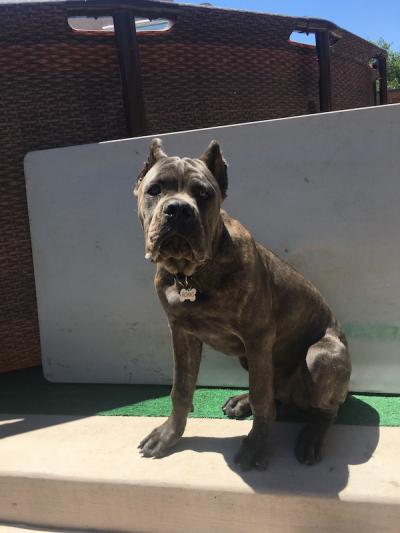 ALL STAR CANE CORSO ROKKO