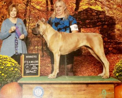 GOLDEN PIGG