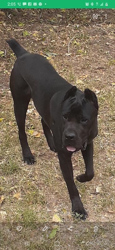 PHILGOOD KENNEL'S MOOKIE