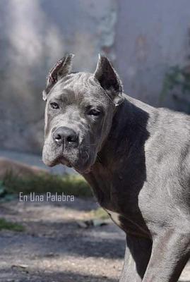 CASSIUS