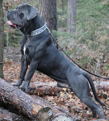 BRUTUS